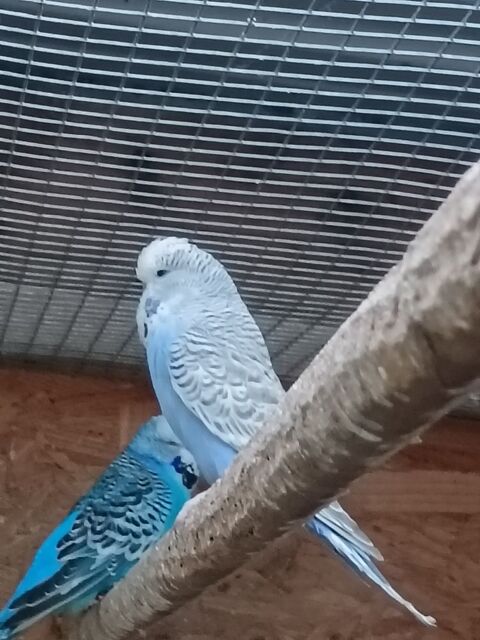 Perruches ondul&eacute;es  20 29290 Milizac