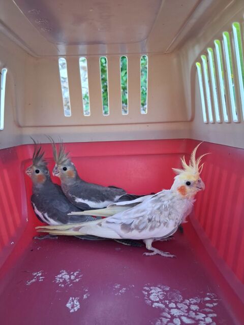 Calopsitte 60 79130 Secondigny