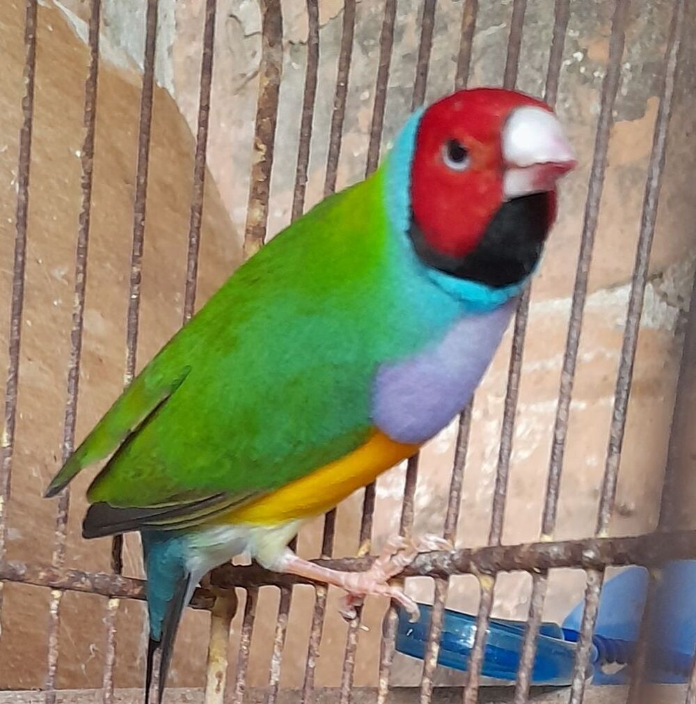   diamant de gould 