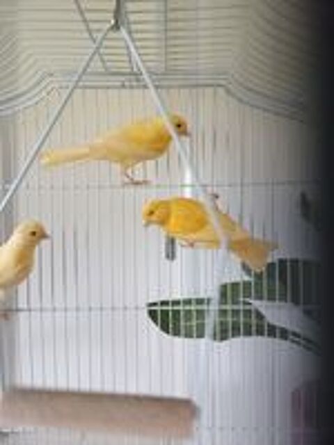   canaris 2026 
