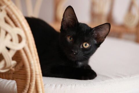 Abby chatonne noire adorable 3 mois A ADOPTER 130 11000 Berriac