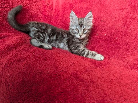 Chatons maine coon loof polydactyle 1000 11110 Armissan