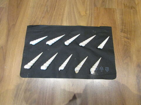 fossile bordeaux 25 Saint-Jean-d'Illac (33)