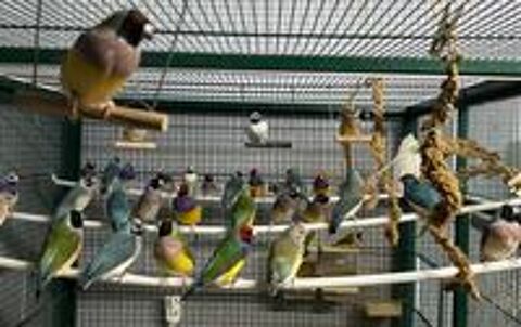   Cède diamants de gould bagués 25 ou 26, élevés en intérieur. 