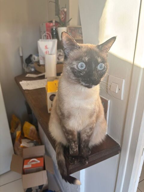 ADOPTEZ CAPUCINE  : UNE PERLE CROIS&Eacute;E SIAMOISE 0 34470 P�rols