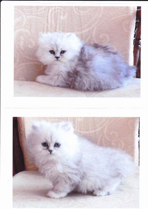 2 Magnifiques chattes persanes chinchilla ,LOOF. 75013 Paris
