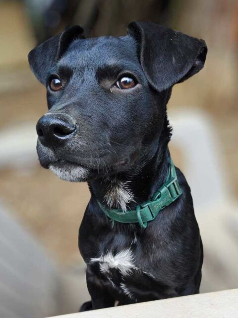 Stormy, m&acirc;le, berger cr&eacute;ole, n&eacute; le 15/11/2025 300 91000 �vry