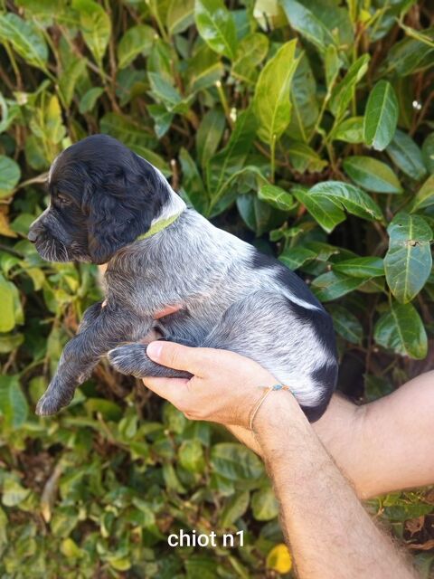 Chiots &Eacute;pagneul Bleu de Picardie 700 28800 Le gault-saint-denis