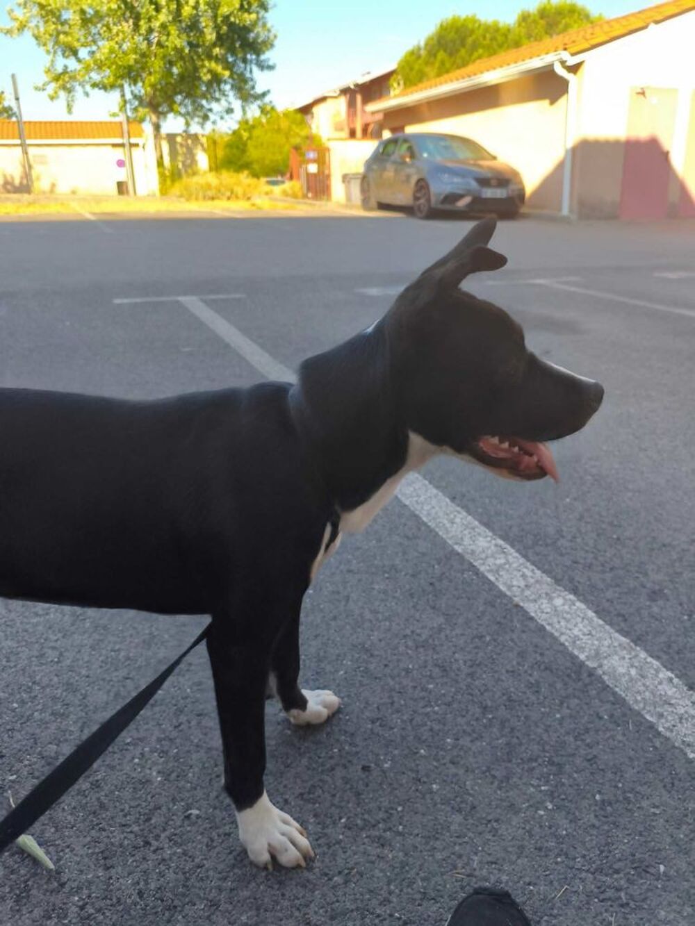 petite chienne Sports