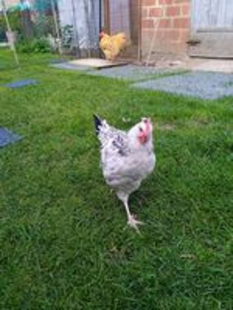   Poules Sussex 
