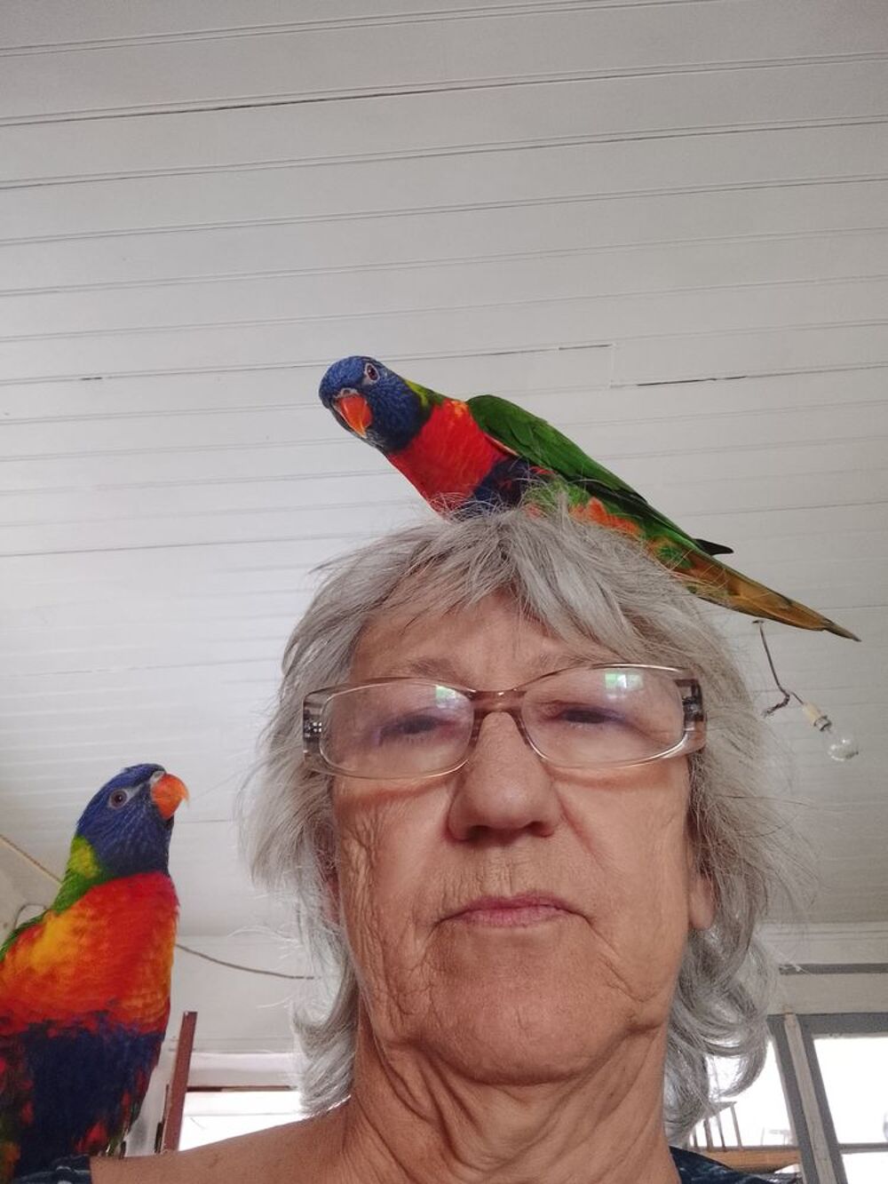   Couple de LORIQUET  