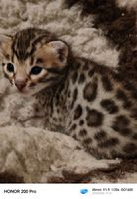   Magnifique chaton Bengal rosettes paw print  