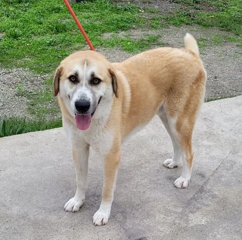 CHAUSSETTE, chien type berger , 3 ans 220 34500 Béziers