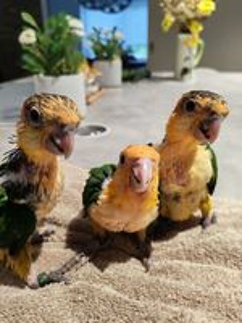   Perroquets  