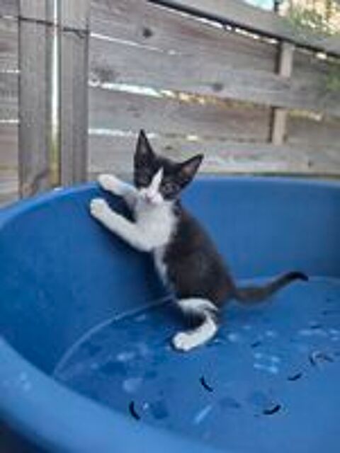   Magnifique chatons 
