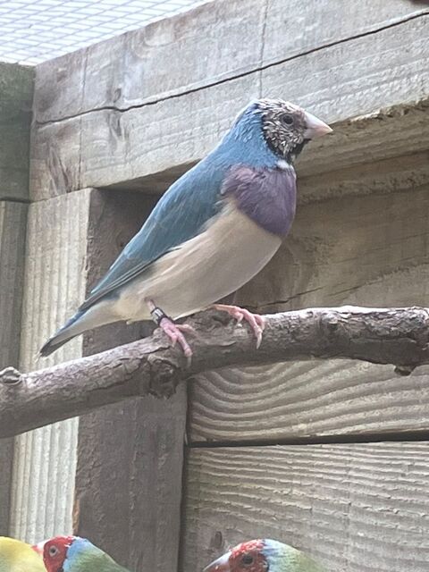 Diamant de Gould bleu 0 44130 Blain