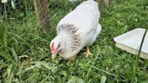   Jeune poule pondeuse Sussex  3 mois 