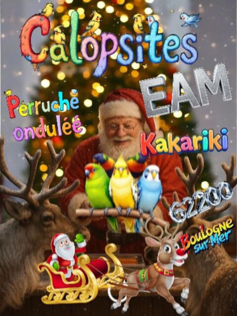 Grande perruche 0 62200 Boulogne-sur-mer