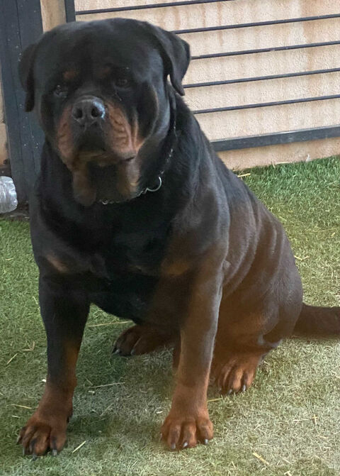 Chiots Rottweiler 1500 34480 Laurens