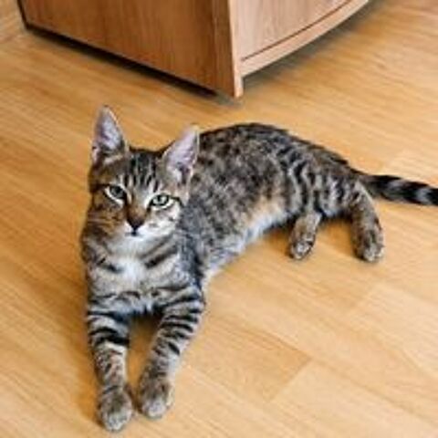   Camaïeu - adorable chaton 