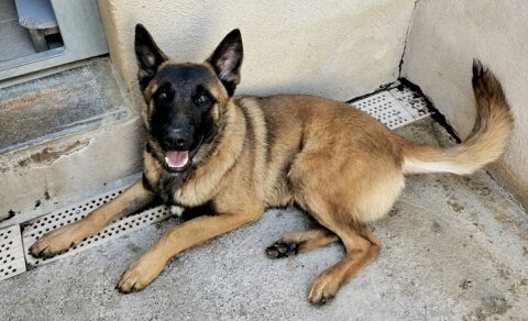 BUCK, berger allemand, 1 an 220 34500 B�ziers