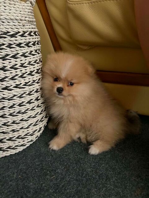 bebe spitz a la r&eacute;servation  1000 44480 Donges