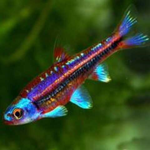    poissons notropis chrosomus . 