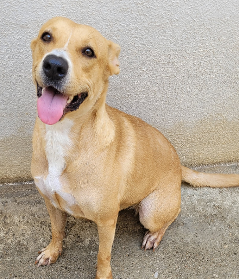 BRITANY, crois&eacute;e labrador sable, 1 an 220 34500 Béziers