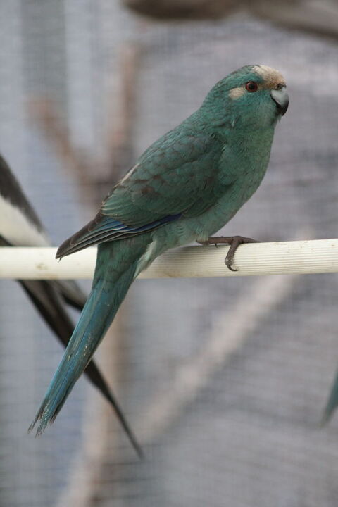 Perruche Kakariki 60 44130 Notre-dame-des-landes