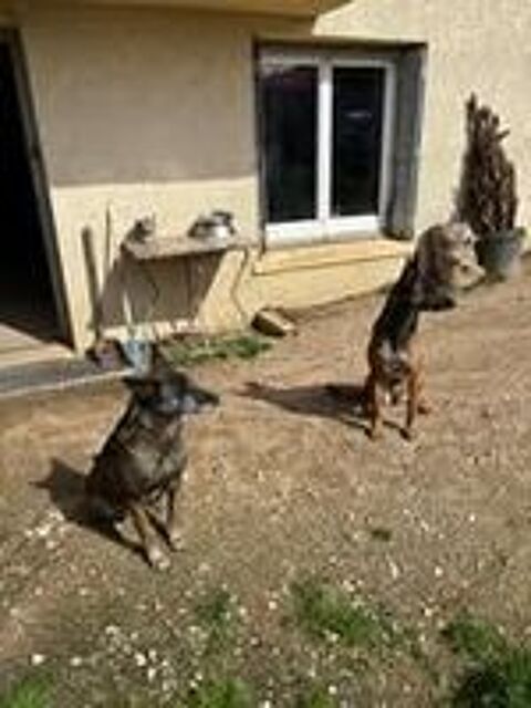   Chien TOKYO à l adoption 
