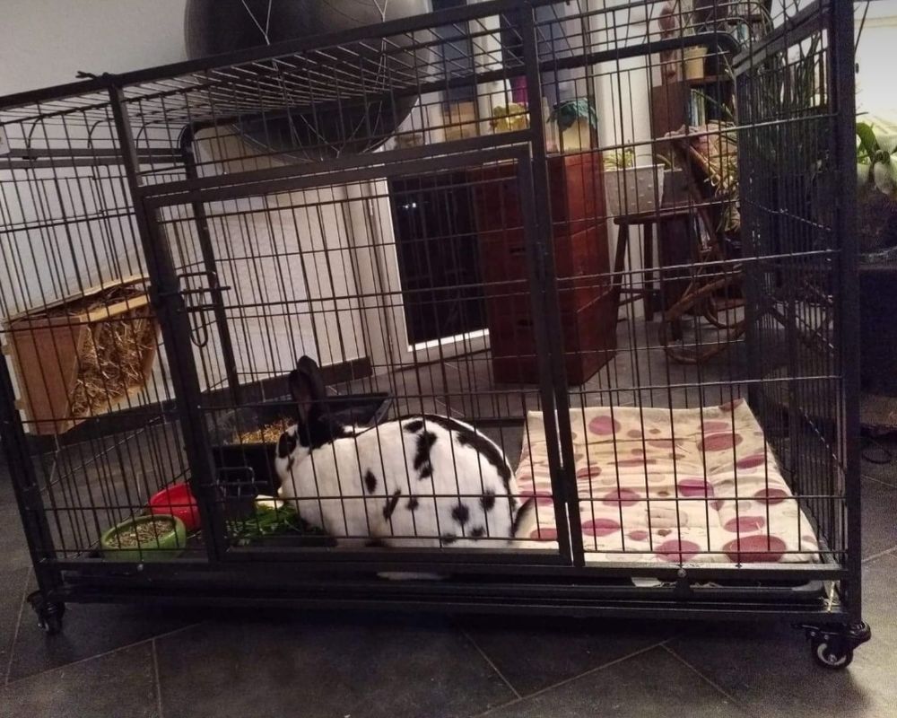   Cage pour lapins 