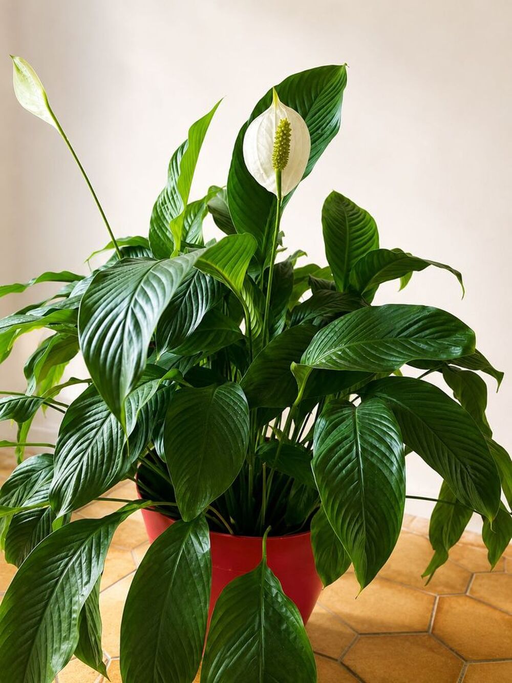 Magnifique Spathiphyllum (Fleur de lune) Jardin
