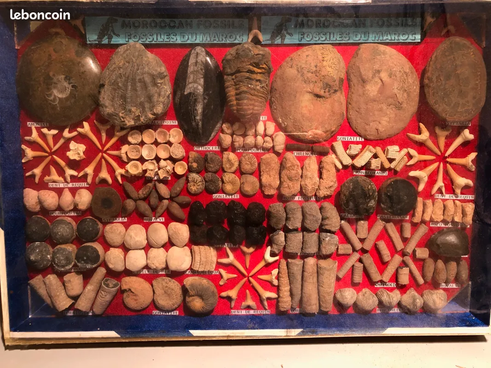 Collection de 150 fossiles du Maroc 