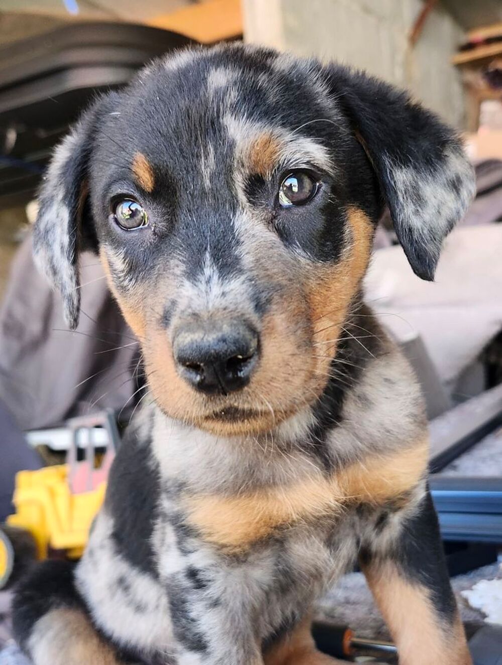   Mâle beauceron arlequin pure race non lof  