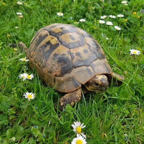 Tortue Grecque 35136 Saint-jacques-de-la-lande