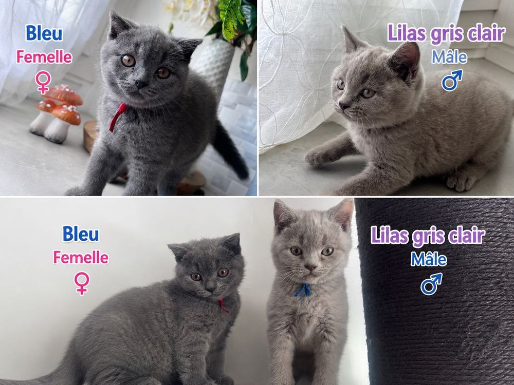   Scottish Fold ou straight Shorthair PAYEMENT EN 2 fois possible 