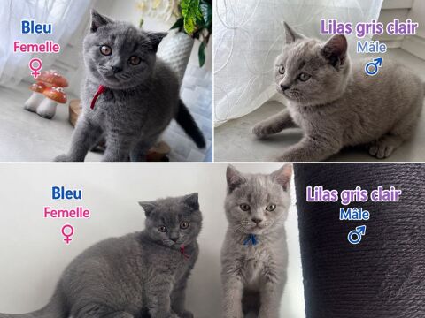 Scottish Fold ou straight Shorthair PAYEMENT EN 2 fois possible 800 92120 Montrouge