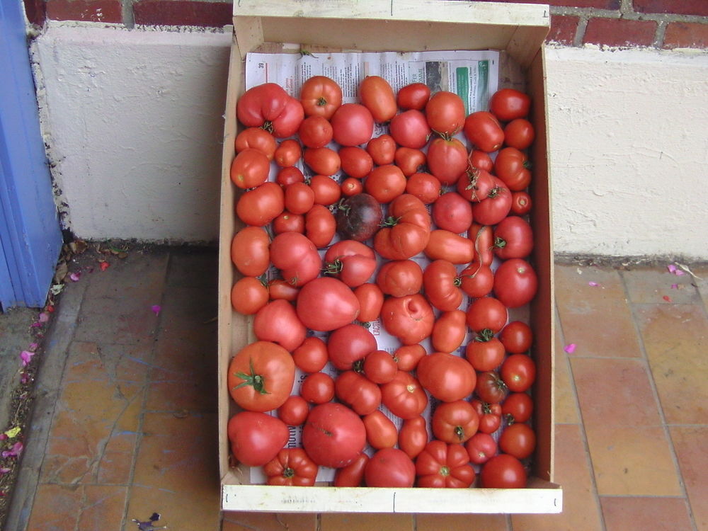 tomates du jardin sans traitement Jardin