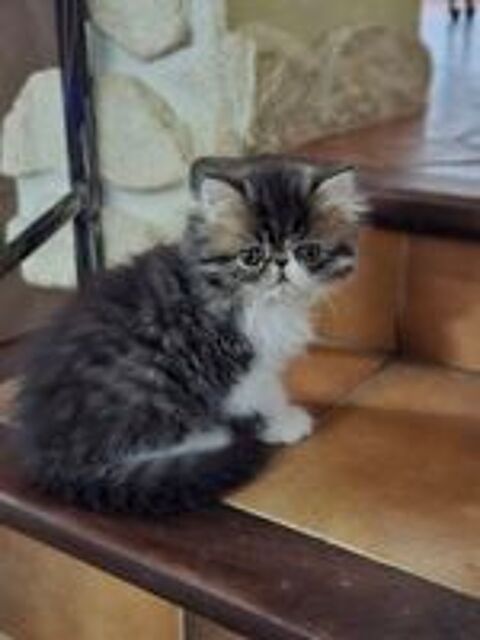   CHATONS PERSAN  DISPONIBLES DE SUITE 