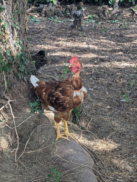 Jeune coq Cou Nu ? 4 mois ? &Eacute;lev&eacute; en plein air ? 20 € 20 09000 Foix