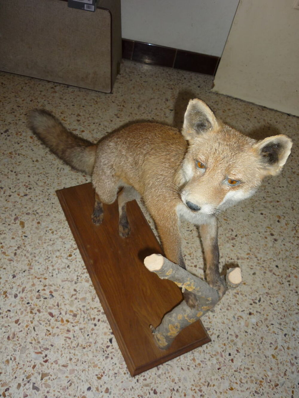 RENARD NATURALISE Décoration