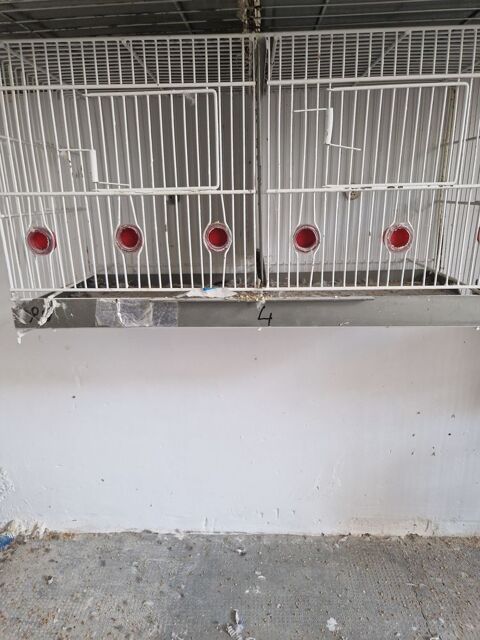 Cage de reproduction 25 66350 Toulouges