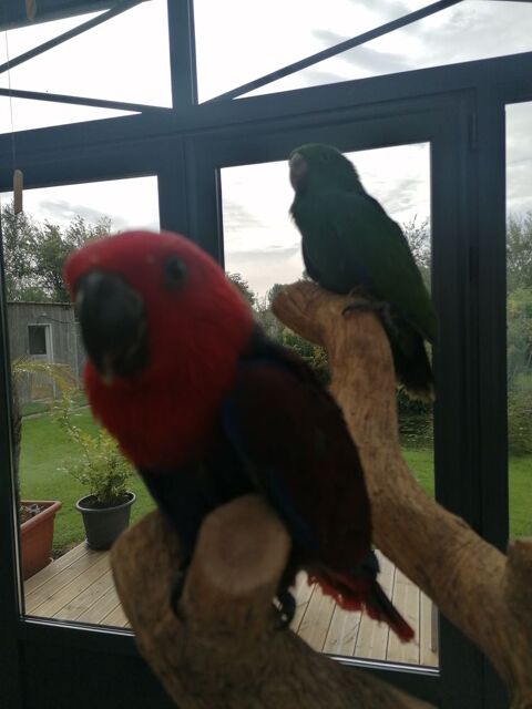 ECLECTUS APPRIVOIS&Eacute; 1000 62600 Berck