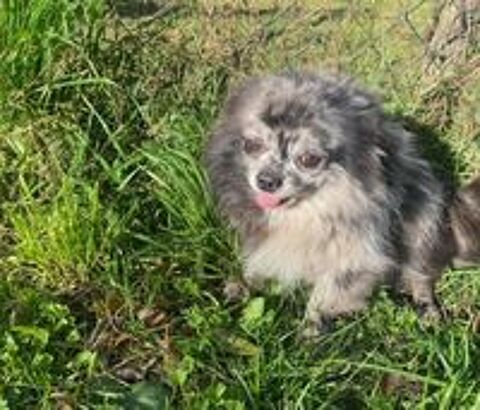   Mâle Chihuahua à poil long  