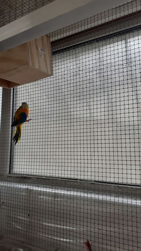 PERRUCHES TURQUOISINE 60 38560 Champ-sur-drac