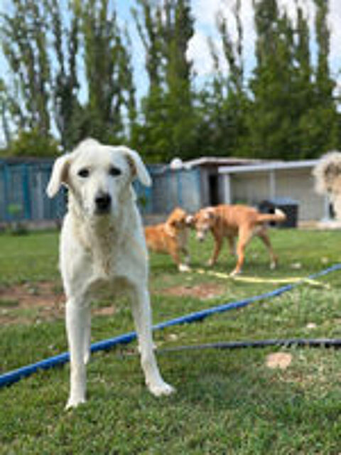   BELKA CROISEE LABRADOR 3 ANS 