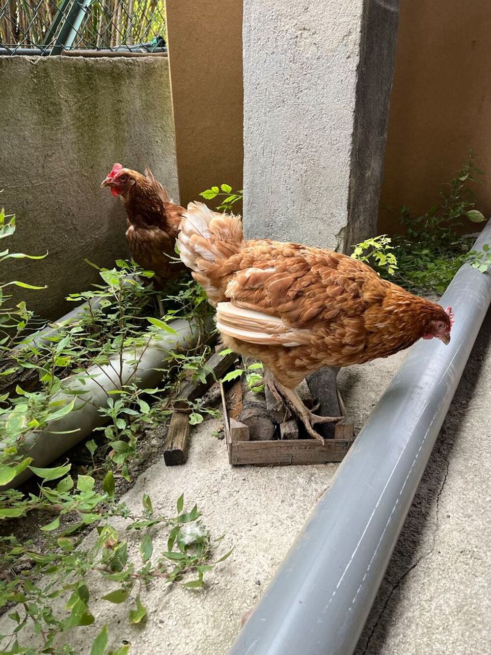 Poule Jardin