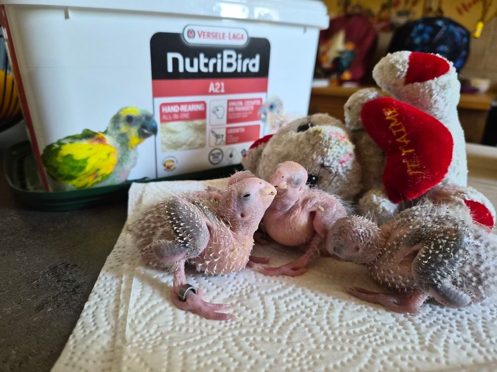   Ventes conures moulinae eam  