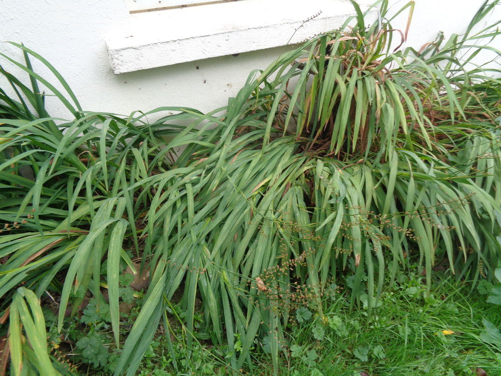 crocosmias Jardin