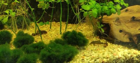 Ancistrus  3 &agrave; 4 cm 2 13250 Saint-chamas